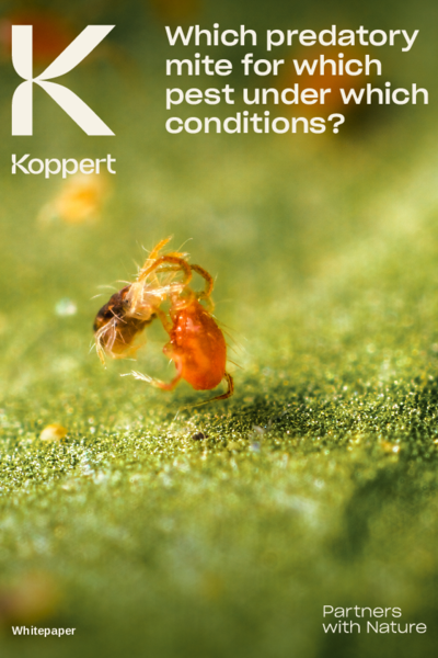Predatory mites whitepaper