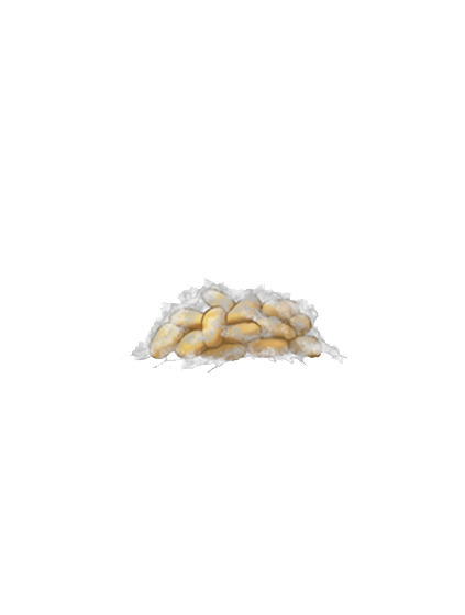 Planococcus citri egg sac with eggs