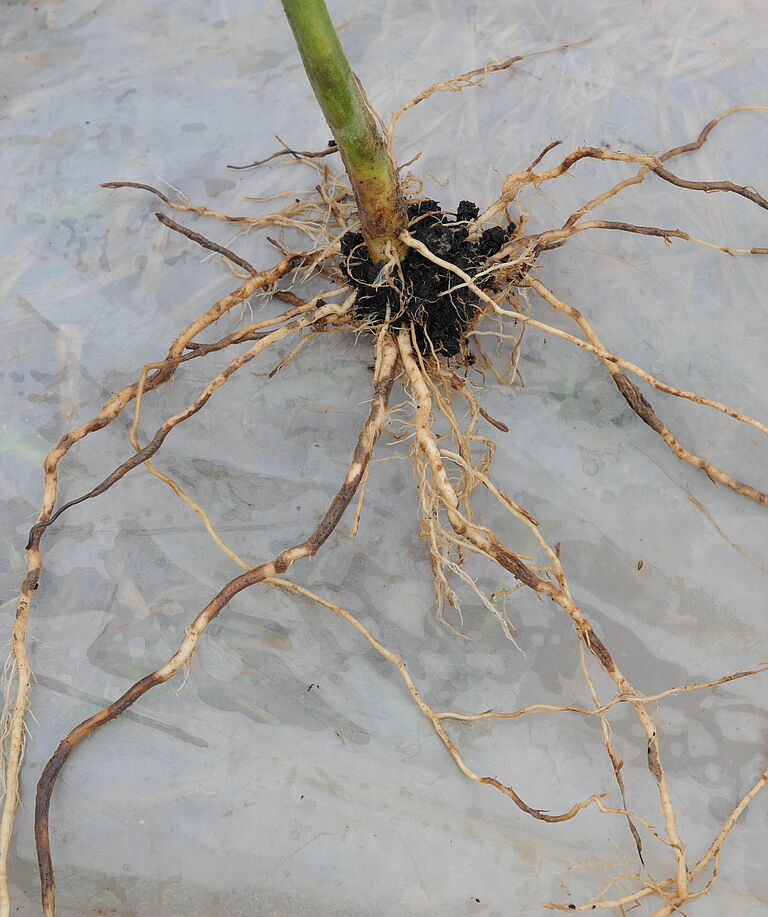 Brown root: Tomato rot Pyrenochaeta lycopersici