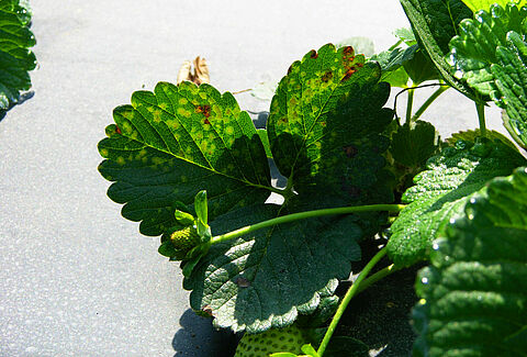 Angular leaf spot