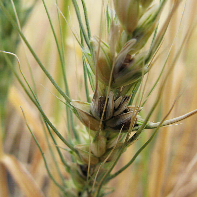 Dwarf bunt of wheat Tilletia controversa 1 Mary Burrows Montana Sate University