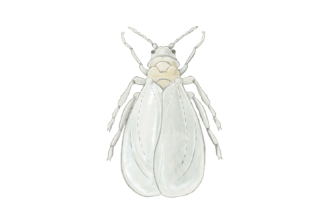 Whitefly