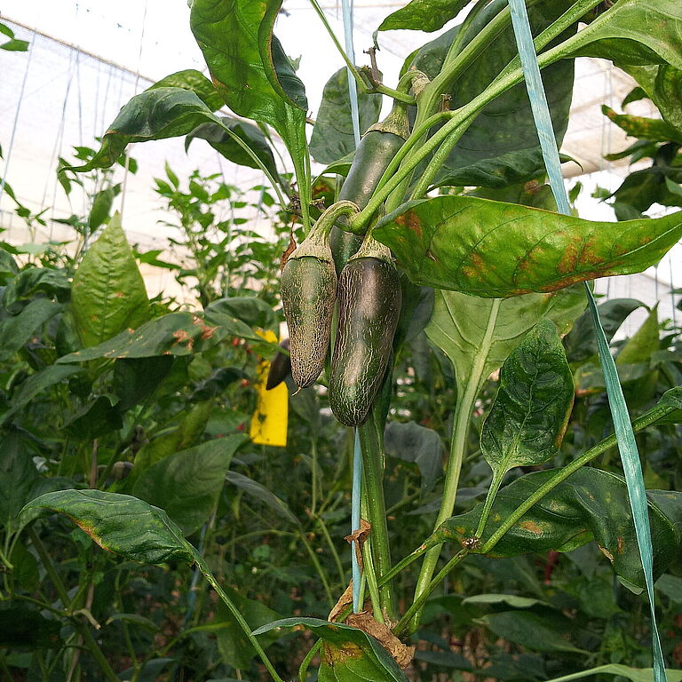 Pepper damage caused by Chili thrips Scirtothrips dorsalis