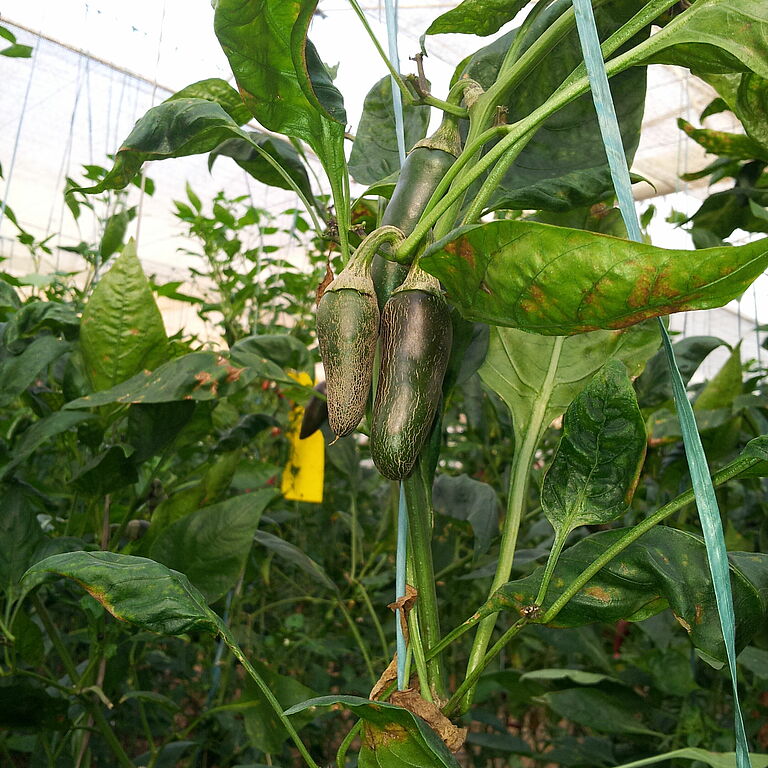 Pepper damage caused by Chili thrips Scirtothrips dorsalis