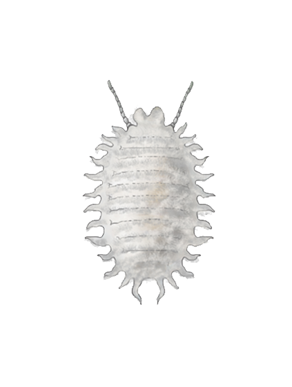 Planococcus citri third instar nymph