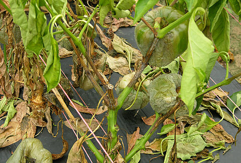 Blight of pepper