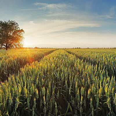 benefits of biological seed treatment