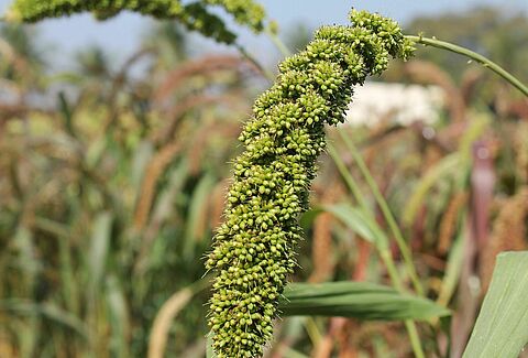 Millet