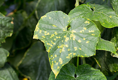 Downy mildew of Cucurbits