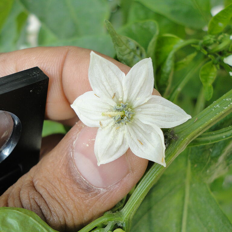 Chili thrips Scirtothrips dorsalis on flower bud