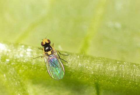 Tomato leaf miner