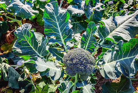 Broccoli