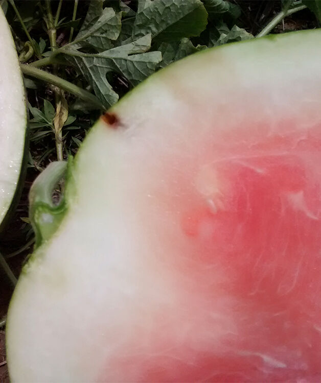 Watermelon damage caused by the Cotton bollworm Helicoverpa armigera