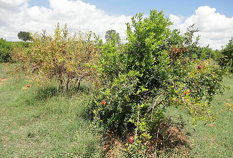 Pomegranate wilt complex