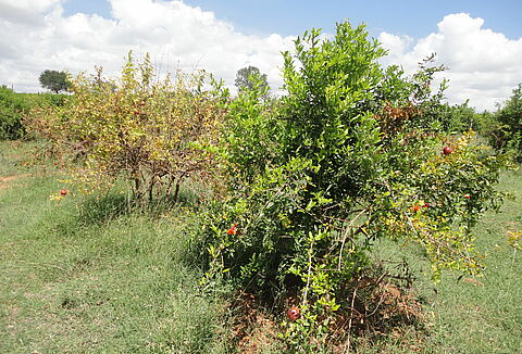 Pomegranate wilt complex