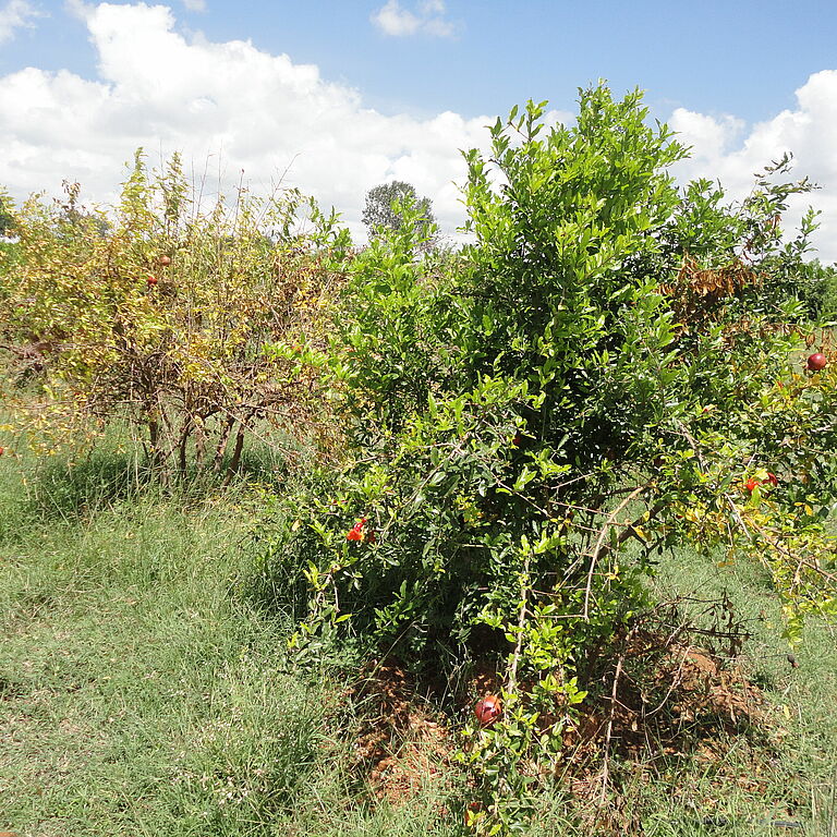 Infected Pomegranate tree by Ceratocystis blight Ceratocystis fimbriata