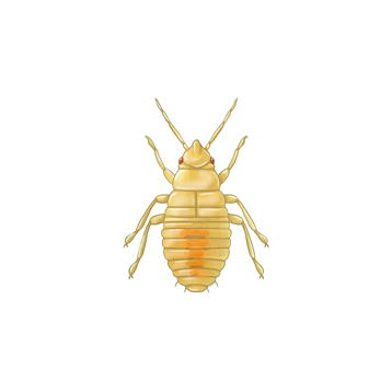 Orius laevigatus young nymph