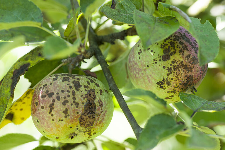 Apple scab Venturia inaequalis
