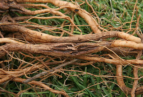 Brown root rot, corky root rot