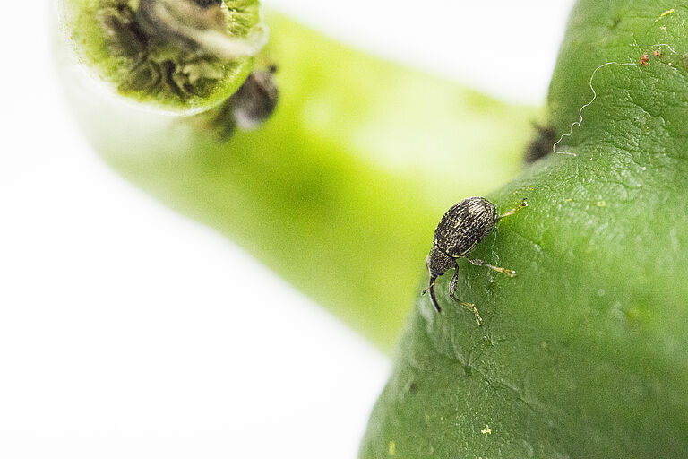 Pepper weevil Anthonomus eugenii adult beetle in pepper crop