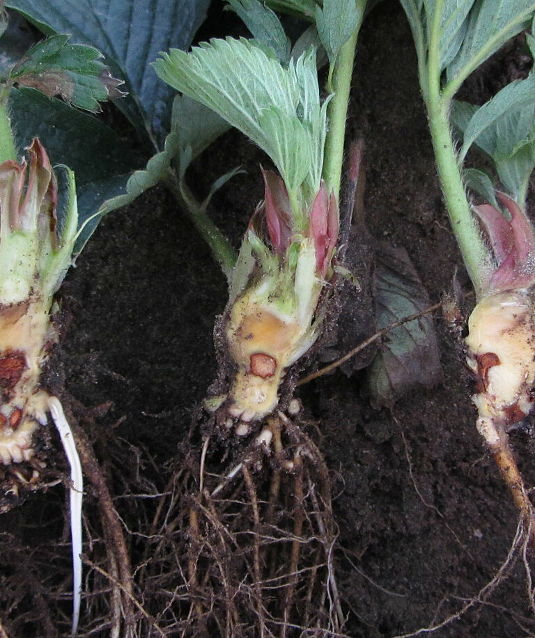 Strawberry roots infected with Pestalotiopsis clavispora