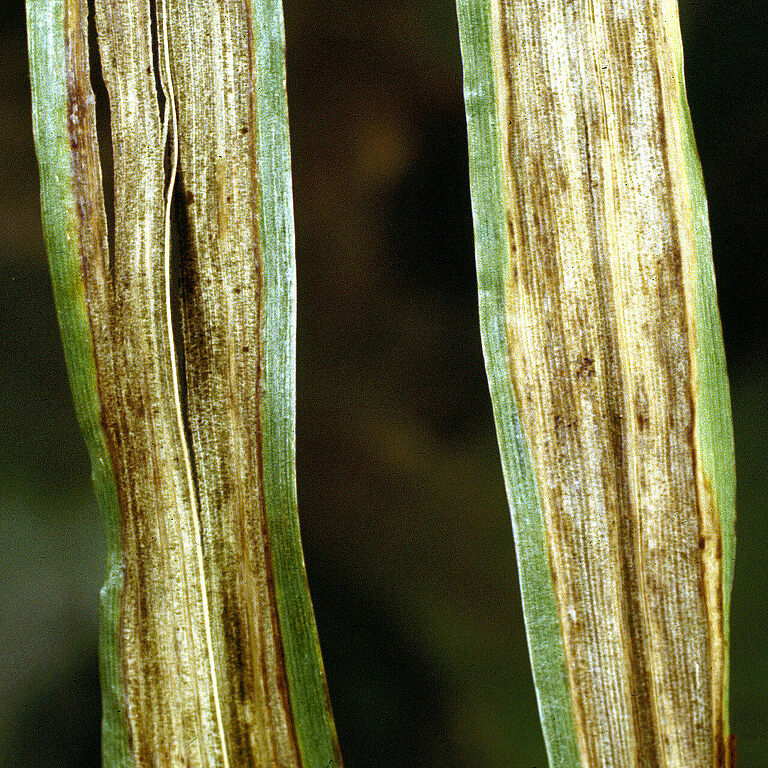 Leaf stripe Pyrenophora graminea