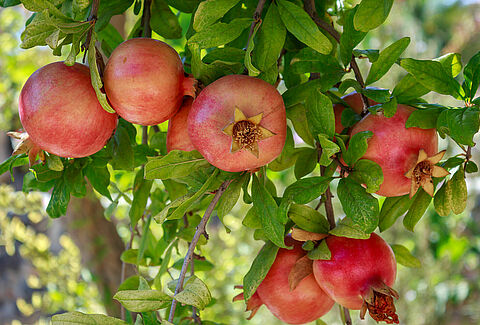 Pomegranate