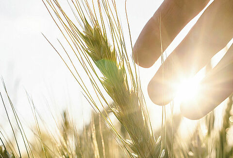 Wheat
