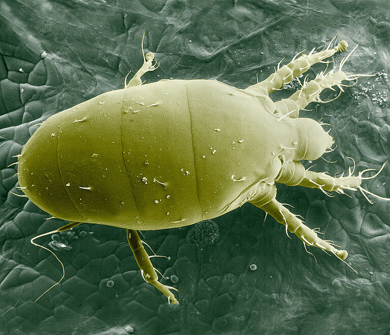 Microscopic picture of Broad mite Polyphagotarsonemus latus