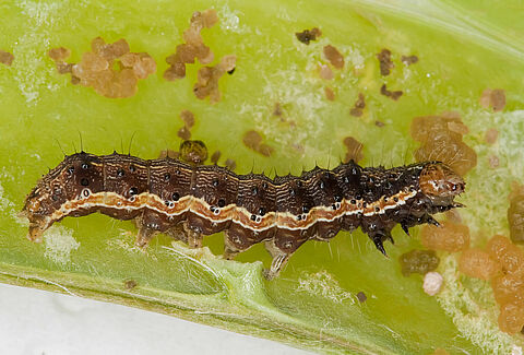 Cotton bollworm
