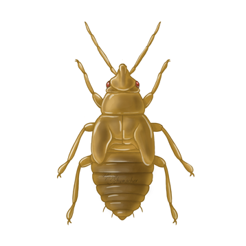 Orius laevigatus older nymph