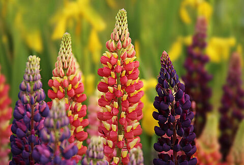 Perennials