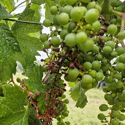 Grape bunch infection showing shriveled and dried flowers and young berries on the rachis.