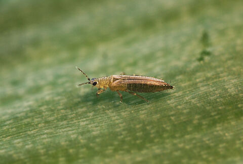 Onion thrips