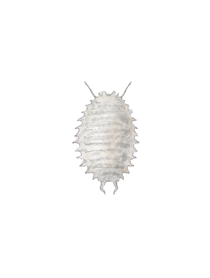 Planococcus citri second instar nymph