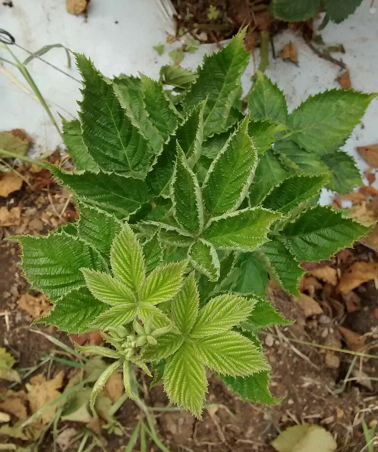 Blackberry damage caused by Broad mite Polyphagotarsonemus latus