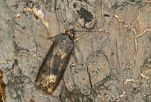 Cutworms
