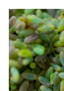FAQ Chrysopa-E