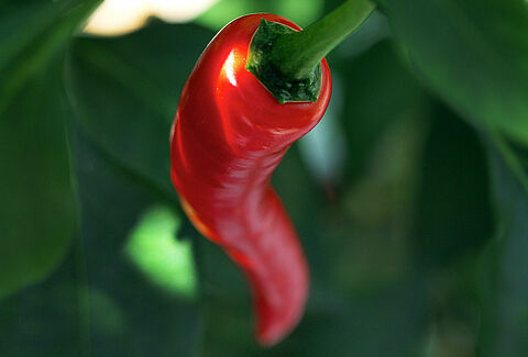 Pepper