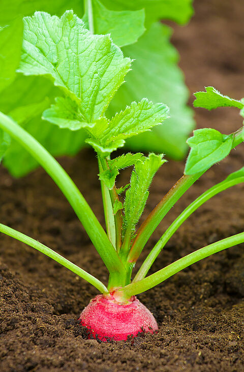 Radish