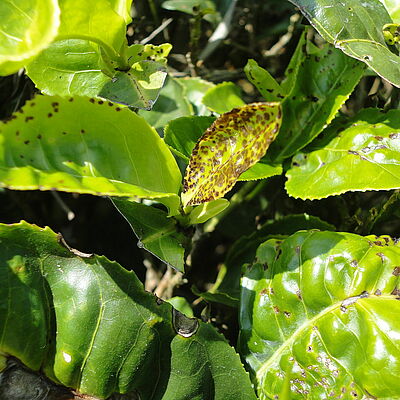Damage caused by Tea mosquito bug Helopeltis theivora