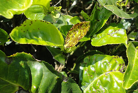 Tea mosquito bug