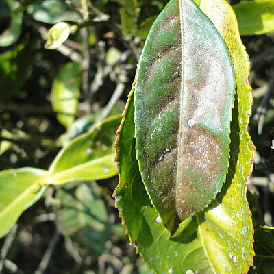 Damage caused by Tea red spider mite Oligonychus coffeae