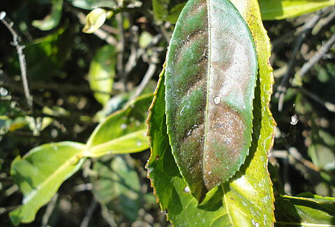 Tea spider mite