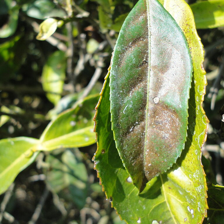 Damage caused by Tea red spider mite Oligonychus coffeae