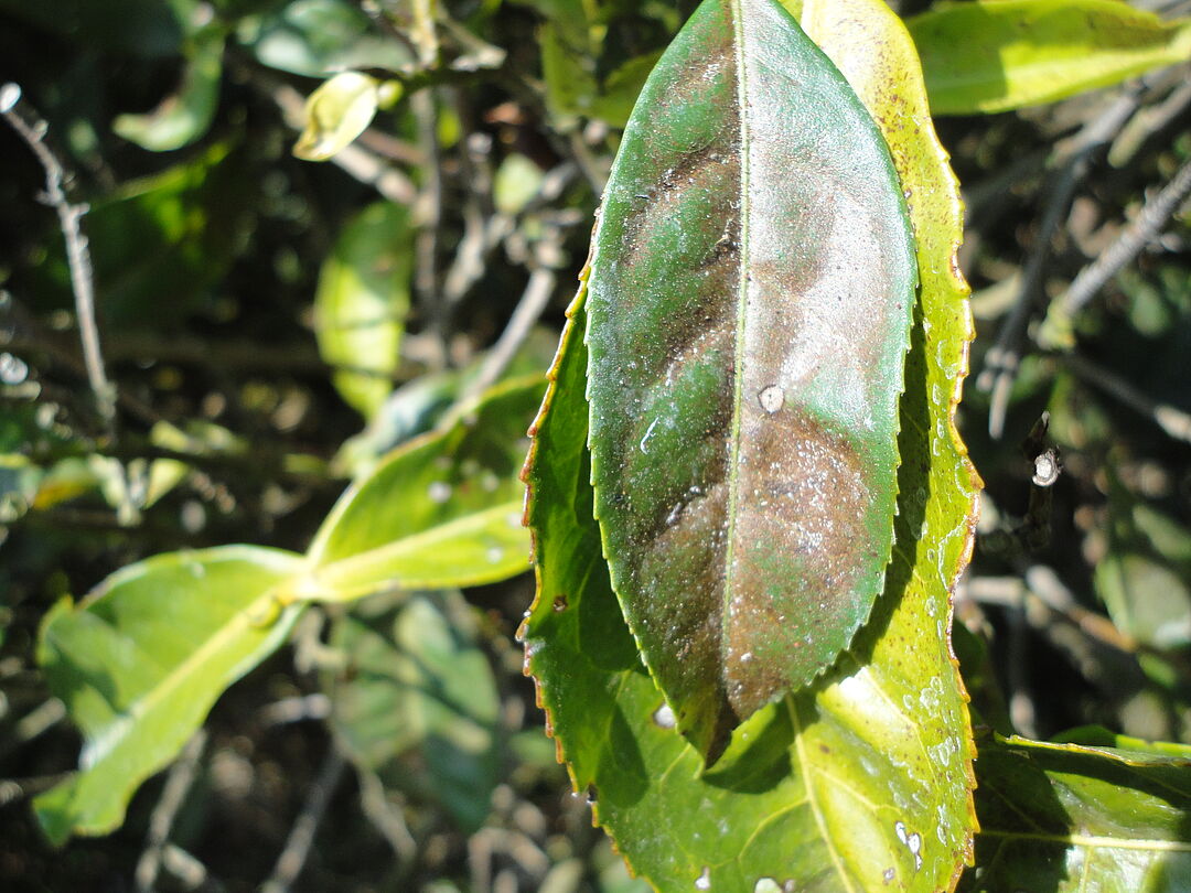 Tea spider mite - Biocontrol, Damage and Life Cycle
