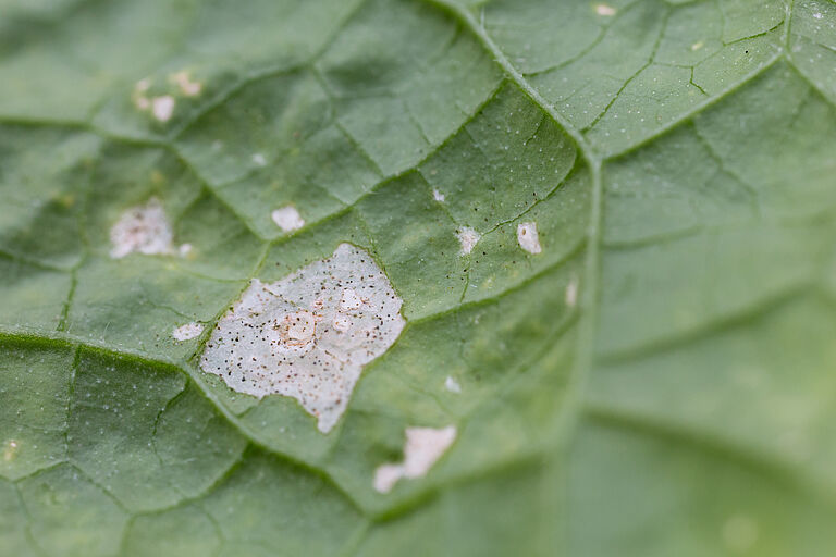 Leaf damage caused by Impatiens thrips Echinothrips americanus