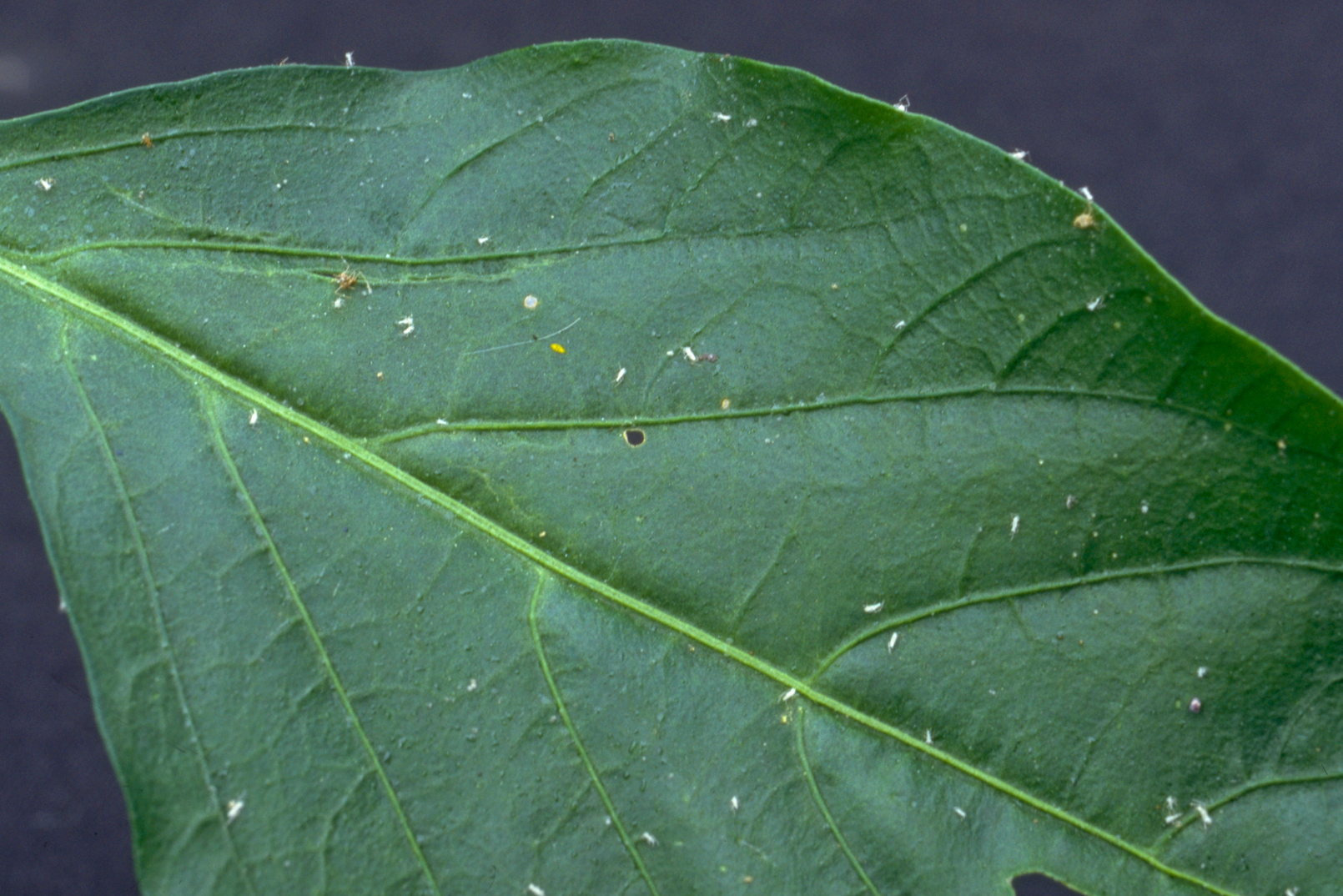 Leaf damage caused by Peach-potato aphid Myzus persicae subsp. nicotianae