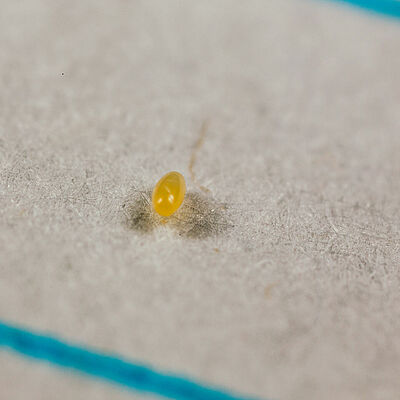 Crypolaemus montrouzeri egg stage