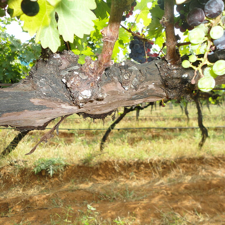 Pink hibiscus mealybug Maconellicoccus hirsutus